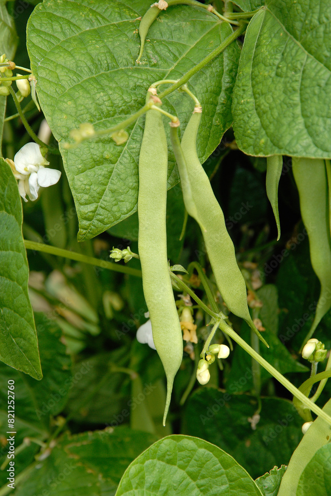 Phaseolus vulgaris 'Grains variété ancienne', Haricot Soisson gros blanc rames 2