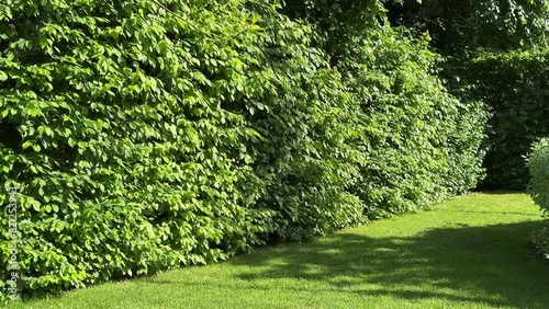 Lawn grass and trimmed hornbeam trees in the park. photo
