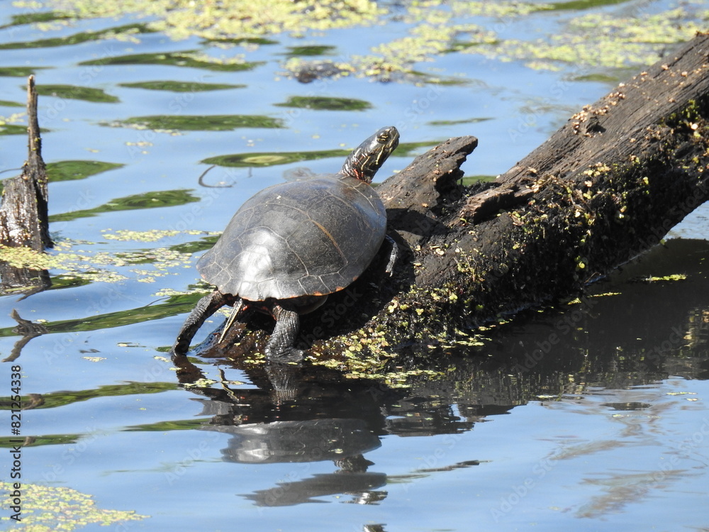 Eastern painted turtle basking in the warmth of the sun, within the wetlands of Wildwood Park, Dauphin County, Harrisburg, Pennsylvania. Eastern painted turtle basking in the warmth of the sun, within the wetlands of Wildwood Park, Dauphin County, Harrisburg, Pennsylvania.