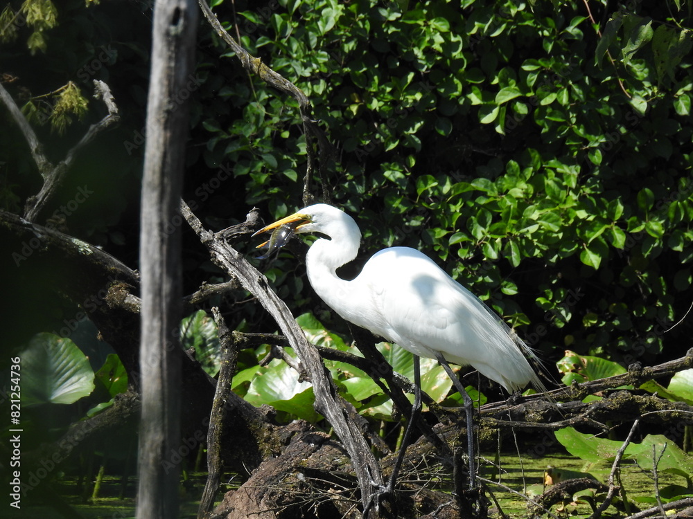 A hungry great egret with a fish in its beak. Wildwood Park, Dauphin County, Harrisburg, Pennsylvania. A hungry great egret with a fish in its beak. Wildwood Park, Dauphin County, Harrisburg, Pennsylvania.