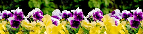 Obraz na płótnie A row of purple and yellow flowers w salonie