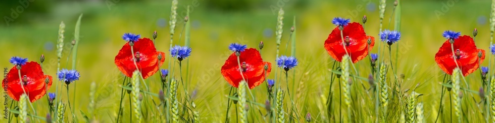 A field of red and blue flowers with a green background