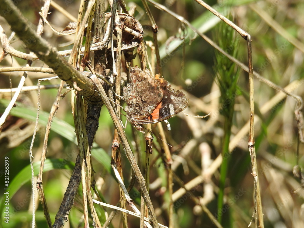 Red admiral butterfly spending a summer day within the wetlands of Wildwood Park, Dauphin County, Harrisburg. Pennsylvania. Red admiral butterfly spending a summer day within the wetlands of Wildwood Park, Dauphin County, Harrisburg. Pennsylvania.