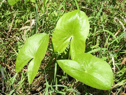 Broadleaf arrowhead, sagittaria latifolia, growing wild within the wetlands of Wildwood Park, Dauphin County, Harrisburg, Pennsylvania.