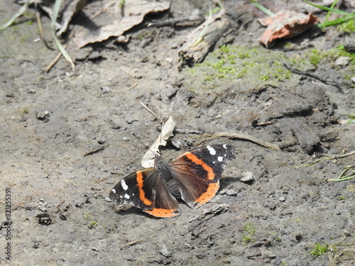 Fényképezés Red admiral butterfly spending a summer day within the wetlands of Wildwood Park, Dauphin County, Harrisburg