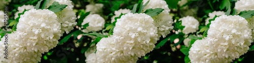 Obraz na płótnie Three bunches of white flowers are shown in a row w salonie