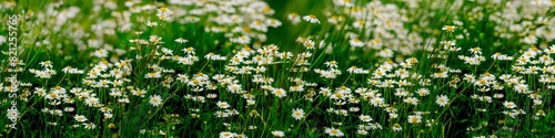 White daisies in green grass © Maurycy