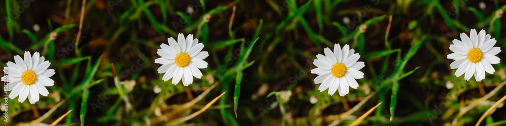 A row of white daisies are in a field of grass