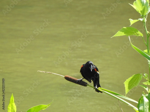 A male, red-winged blackbird, perched on a cattail over the wetland waters of Wildwood Park, Dauphin County, Harrisburg, Pennsylvania.  photo