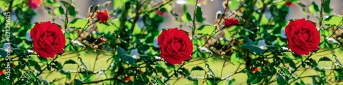 Three red roses are in a row  with green leaves in the background