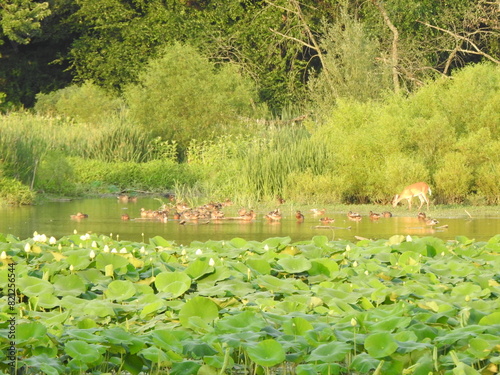 The natural beauty of the wetland landscape with a whitetail deer and ducks enjoying a warm summer day. Wildwood Park, Dauphin County, Harrisburg, Pennsylvania.