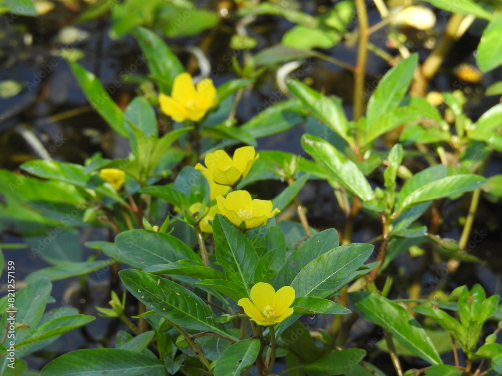 Floating primrose-willow, ludwigia peploides, bloomed within the wetlands of Wildwood Park, Dauphin County, Harrisburg, Pennsylvania. Floating primrose-willow, ludwigia peploides, bloomed within the wetlands of Wildwood Park, Dauphin County, Harrisburg, Pennsylvania.