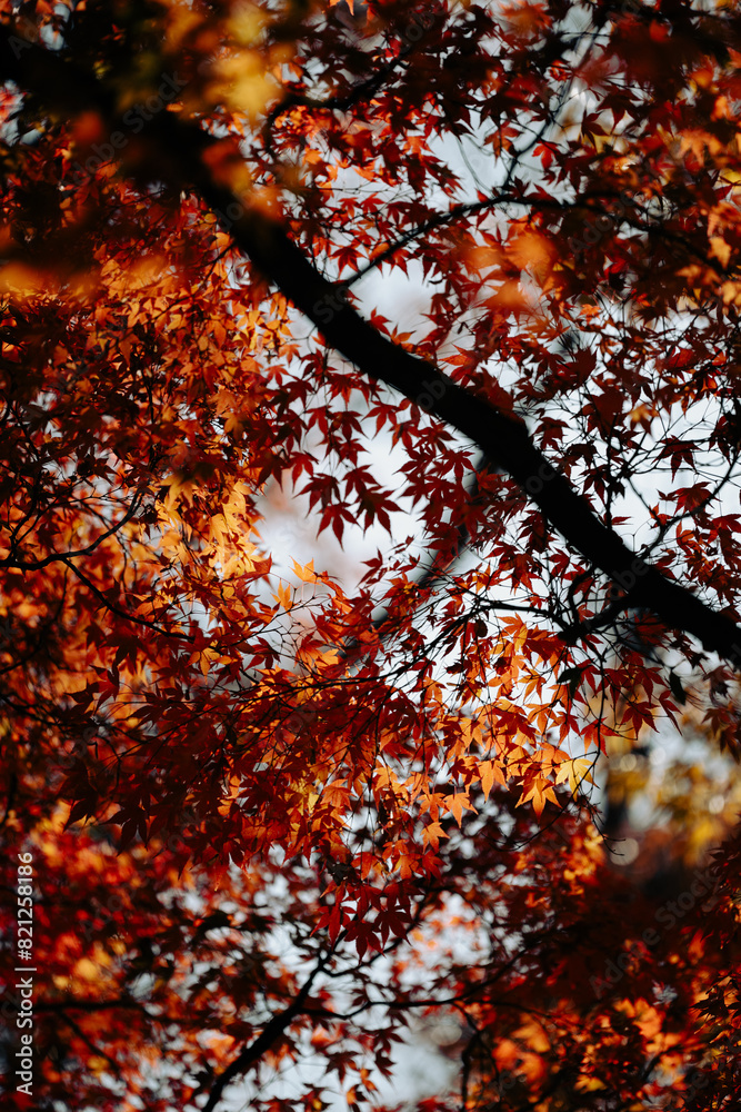 Green Leaves and Trees Flourish in a Forest Park: A Beautiful, Natural Background with Bright Light and Vivid Colours of Summer Growth, Highlighting the Abstract Textures of the Spring Landscape Green Leaves and Trees Flourish in a Forest Park: A Beautiful, Natural Background with Bright Light and Vivid Colours of Summer Growth, Highlighting the Abstract Textures of the Spring Landscape