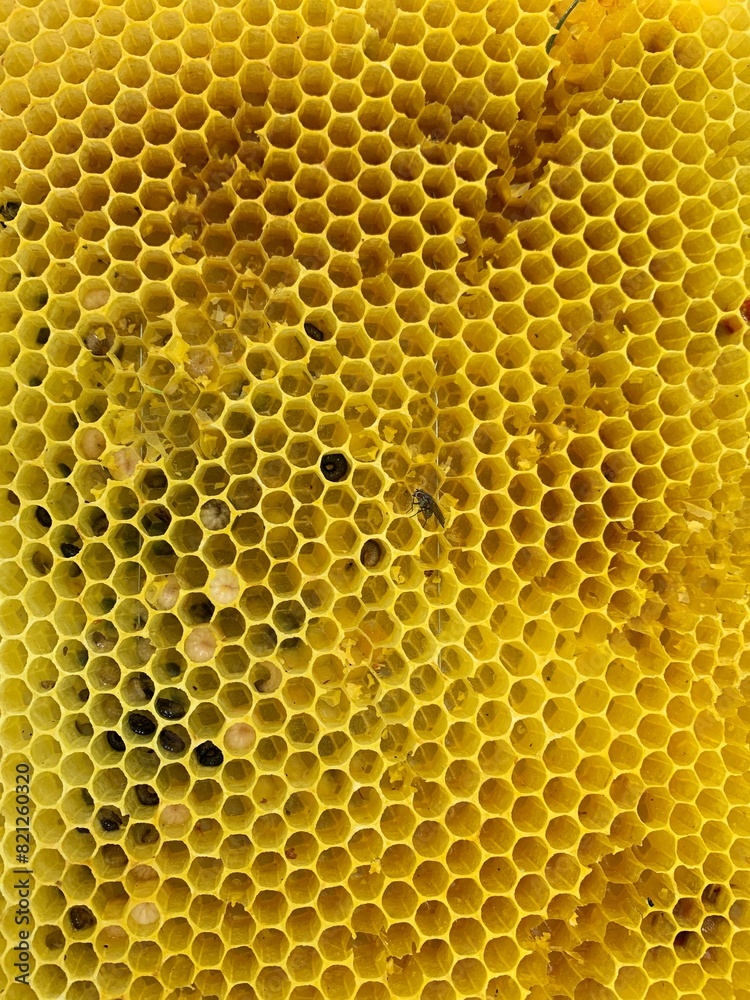 bees on honeycomb bees on honeycomb