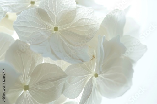 White hydrangea flowers  soft focus photography style  dreamy and ethereal atmosphere  delicate texture of petals Generative AI