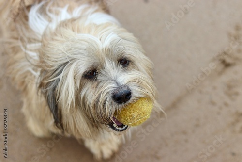 Obraz na plátne portrait of a dog tibetan terrier with ball