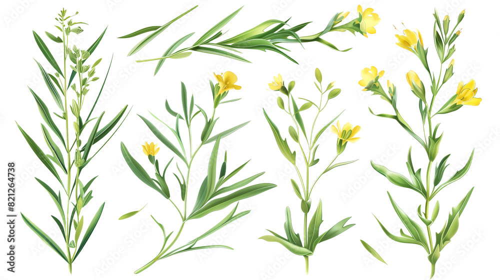 Set of tarragon elements, featuring its small yellow flowers and slender leaves, popular in French cuisine Set of tarragon elements, featuring its small yellow flowers and slender leaves, popular in French cuisine