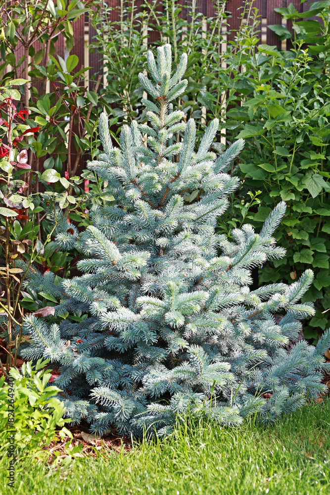 Obraz premium Silver fir Baby Blue in summer in the garden.
