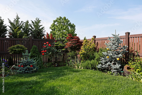 Garden corner with conifers and deciduous trees. Concolor Fir, Palm Maple, Baby Blue Fir.