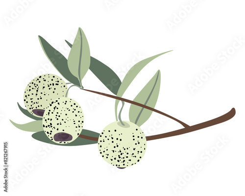 Austromyrtus dulcis, juicy berries from the fruit of a plant growing in Australia