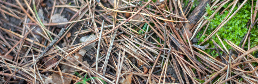 Fallen pine needles lie on the ground. Dry pine needles and cone, top view. In autumn, needles, shikshas and old branches lie in the forest on the ground.