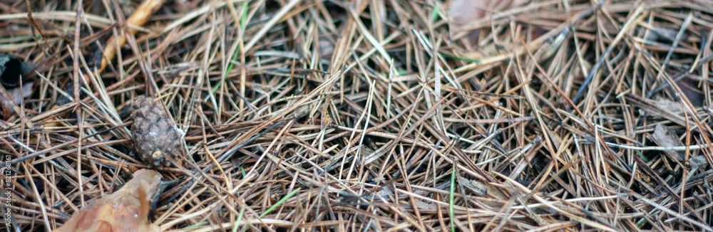 Fallen pine needles lie on the ground. Dry pine needles and cone, top view. In autumn, needles, shikshas and old branches lie in the forest on the ground.