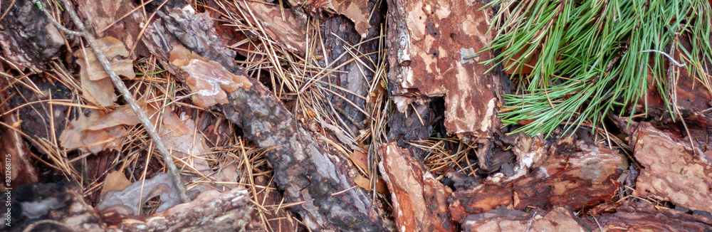 Fototapeta premium A green pine branch lies on fragments of bark and dry needles. Dry pine needles lie on the ground, top view, close-up. Fragments of pine bark lie under a tree in the forest.