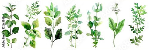 Watercolor Herbs on White Background for Design Generative AI