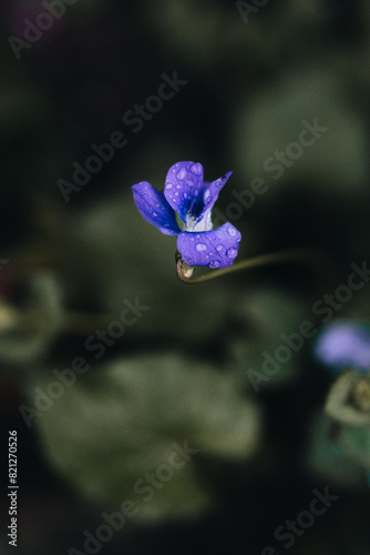 small purple flower with morning dew droplets. 