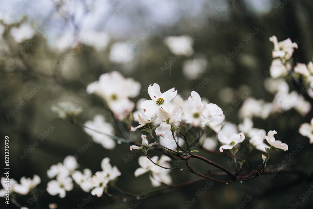 Dogwood Tree white flowers blooming in spring with dark background