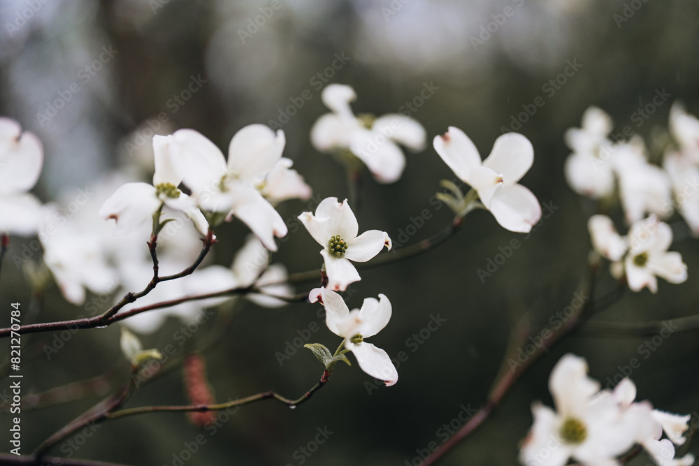 Dogwood Tree white flowers blooming in spring with dark background Dogwood Tree white flowers blooming in spring with dark background