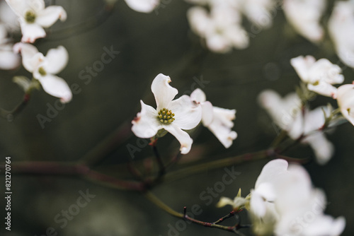 Dogwood Tree white flowers blooming in spring with dark background