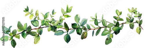 Fresh Thyme Herb on White Background for Cooking Recipes Generative AI