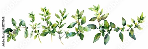 Fresh Thyme Herb on White Background for Cooking Recipes Generative AI