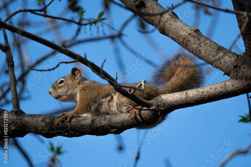 American Red Squirrel in a Canadian Park
