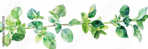 Fresh Oregano on White Background for Cooking Recipes Generative AI