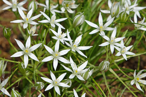 White Ornithogalum umbellatum  Common Star of Bethlehem in flower.