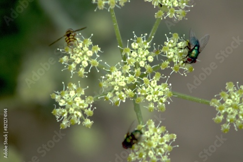 fly and bee on a flowering desert plant