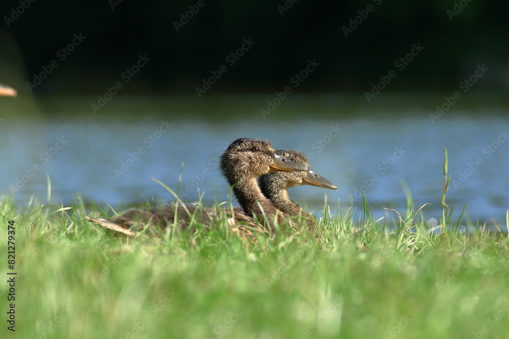Fototapeta premium Wild duck.