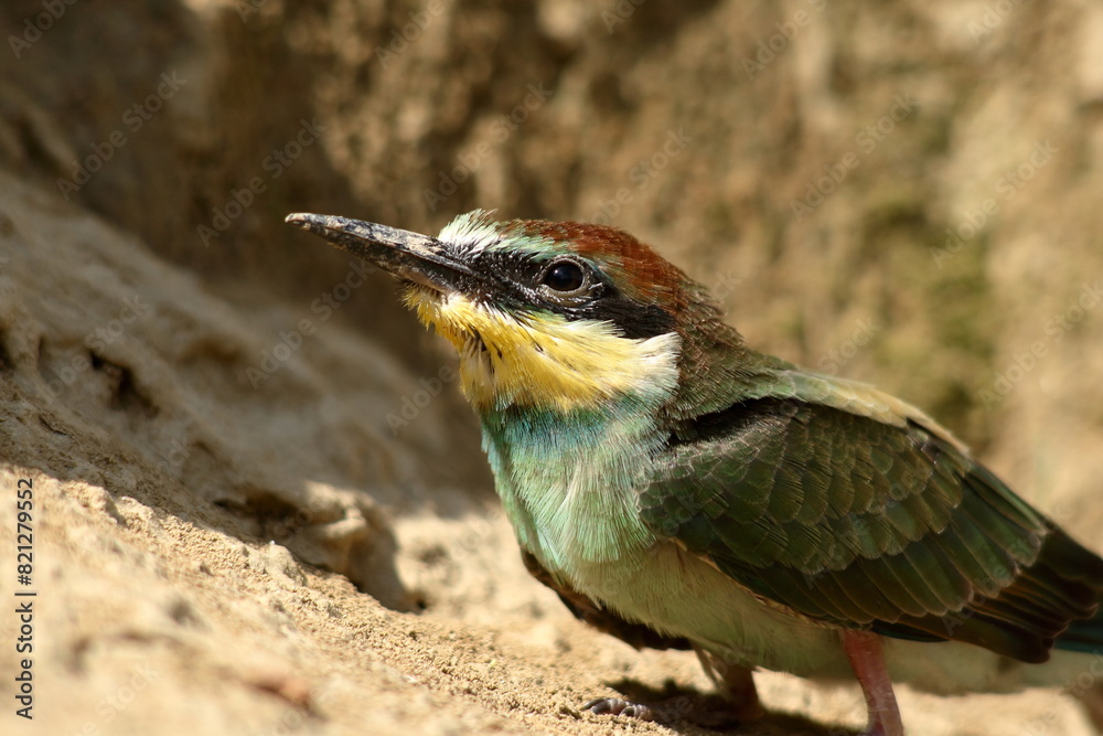 He is one of Europe's protected bird.