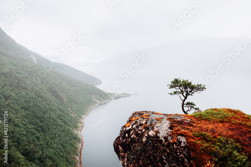 Foggy view on lonely tree growing on cliff above the Tingvollfjorden flord Vettamyra, More og Romsdal county, Norway photo