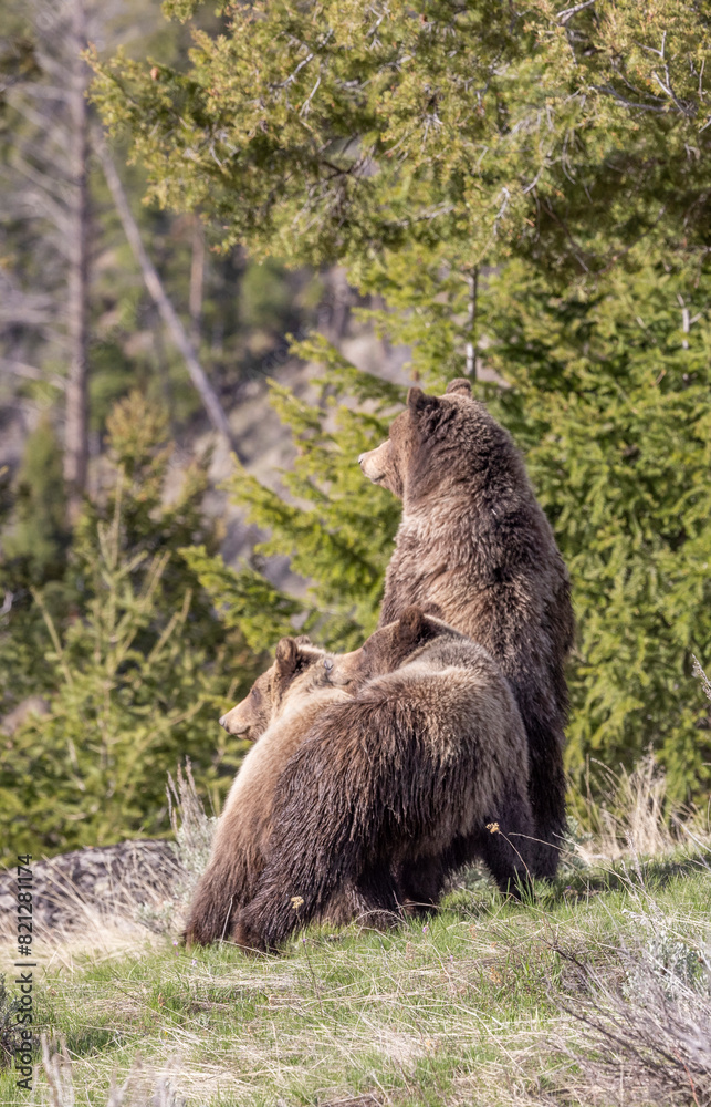 Fototapeta premium Grizzly Bears in Springtime in Yellowstone National Park Wyoming