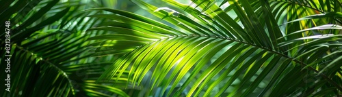 Tropical palm leaves in sunlight  capturing the vibrant texture and lush greenery typical of a rainforest setting  perfect for nature backgrounds.