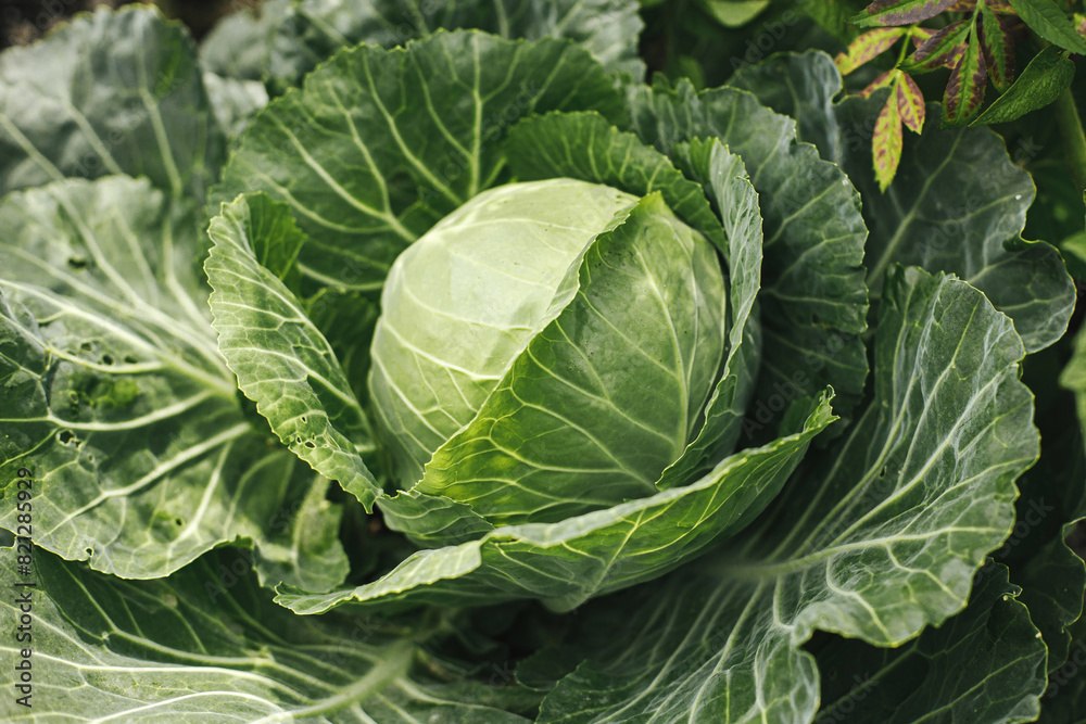 Cabbage growing in urban garden. Cabbage leaves and head close up. Home grown food and organic vegetables, gardening banner Cabbage growing in urban garden. Cabbage leaves and head close up. Home grown food and organic vegetables, gardening banner