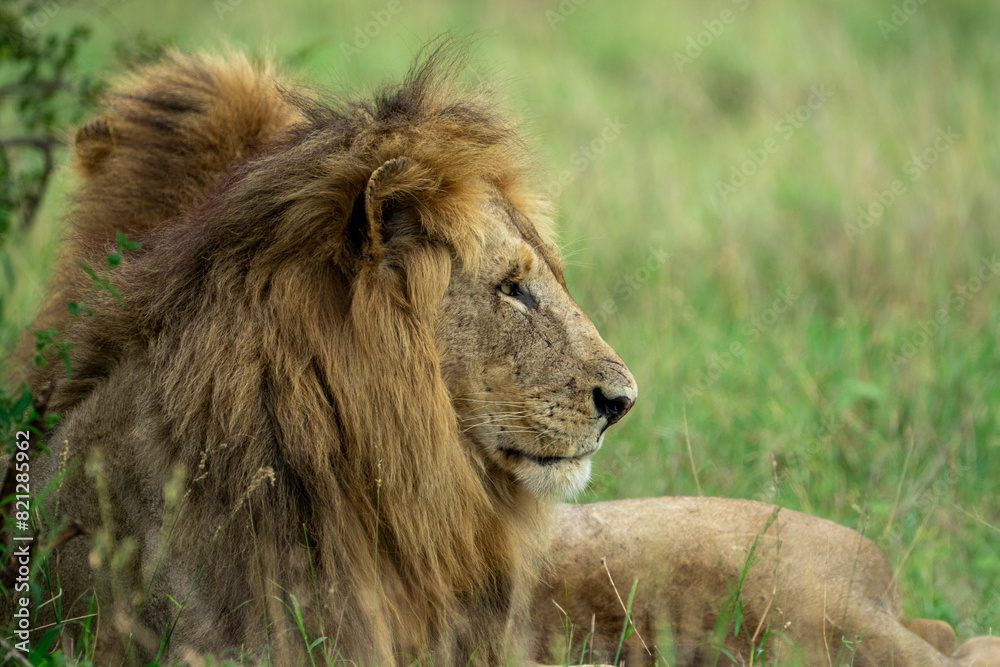 Dangerous African lion staring across the savannah Dangerous African lion staring across the savannah