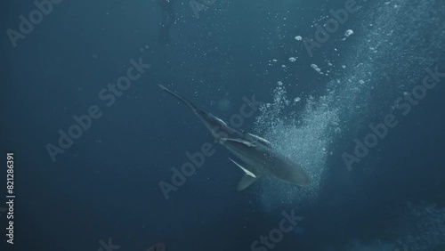Oceanic blacktip sharks Carcharhinus limbatus swimming above divers making bubbles in South Africa. cinematic sun light. Many oceanic blacktip shark. Safari with dangerous predator. Amazing wildlife photo