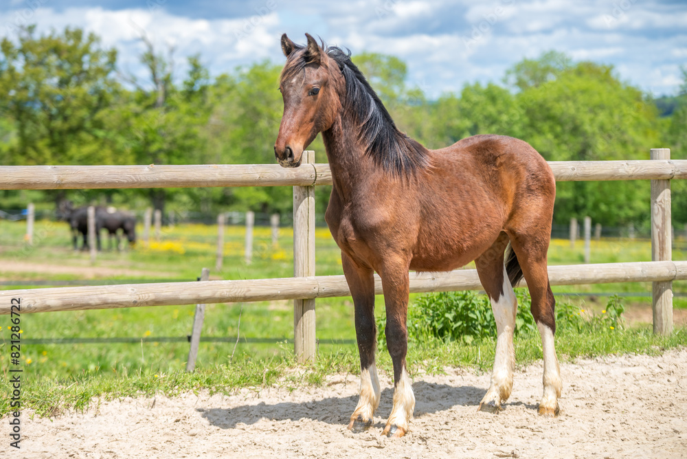 Fototapeta premium Magnifique cheval de race frison dans un élevage en nature