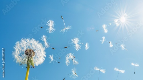 A dandelion dispersing its seeds in the breeze against a clear blue sky photo