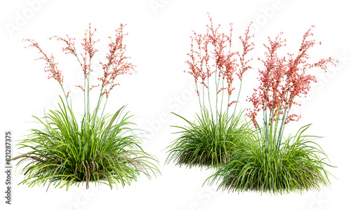 Hesperaloe parviflora plant isolated on transparent background. 3D render. #821287375