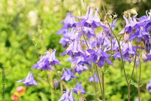 Violet flowers of common columbine, lat. Aquilegia vulgaris. Flowering columbine in summer sunny day.